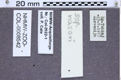Etiketten zu Athous naseri (NHMW-ZOO-COL-0008542)